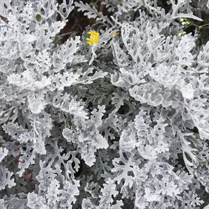 Dusty Miller Silverdust | Two Live Plants | Non-GMO | Soft Silver Foliage, Drought Tolerant, Low Maintenance