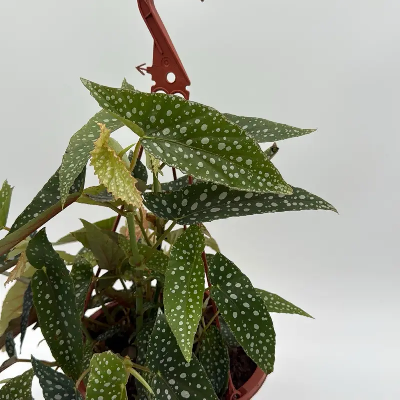 giant jade plant for sale Crassula ovata