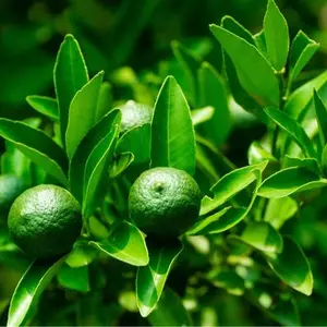 Dwarf Lime Tree Seeds for Planting - 30+ Seeds - Ships from Iowa, USA