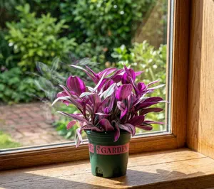 RZ-20 / 4 Inch Potted Tradescantia Nanouk Live Trailing Wandering Dude Houseplant, Fleshy Oval Leaves Blended With Pink, Lavender