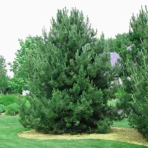 Austrian Pine Tree