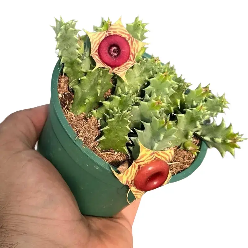 Lifesaver Cactus | Stapelia Cactus | Starfish Flower (Carrion) Cactus | 4” (will not come with open flower)