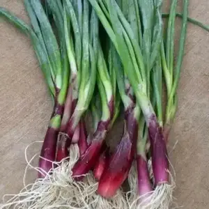 Red Candy Apple Onion Plants-Asian Vegetable,short- and long-day