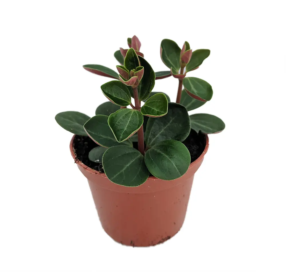 Red Ecuador Peperomia - 2.5" Pot -