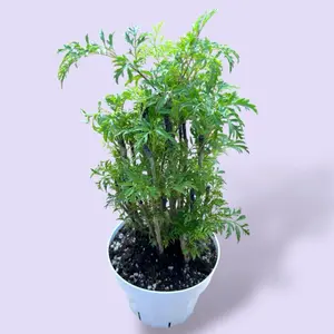 Aralia Ming Bonsai 6” - Low Maintenance House Plant