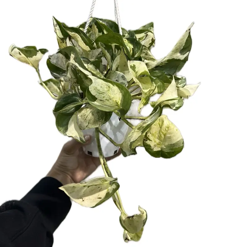 Pothos Manjula Hanging Basket 4.5in Live Houseplant - Easy Care Epipremnum Pothos Manjula Hanging Basket 4.5in Live Houseplant - Easy Care Epipremnum