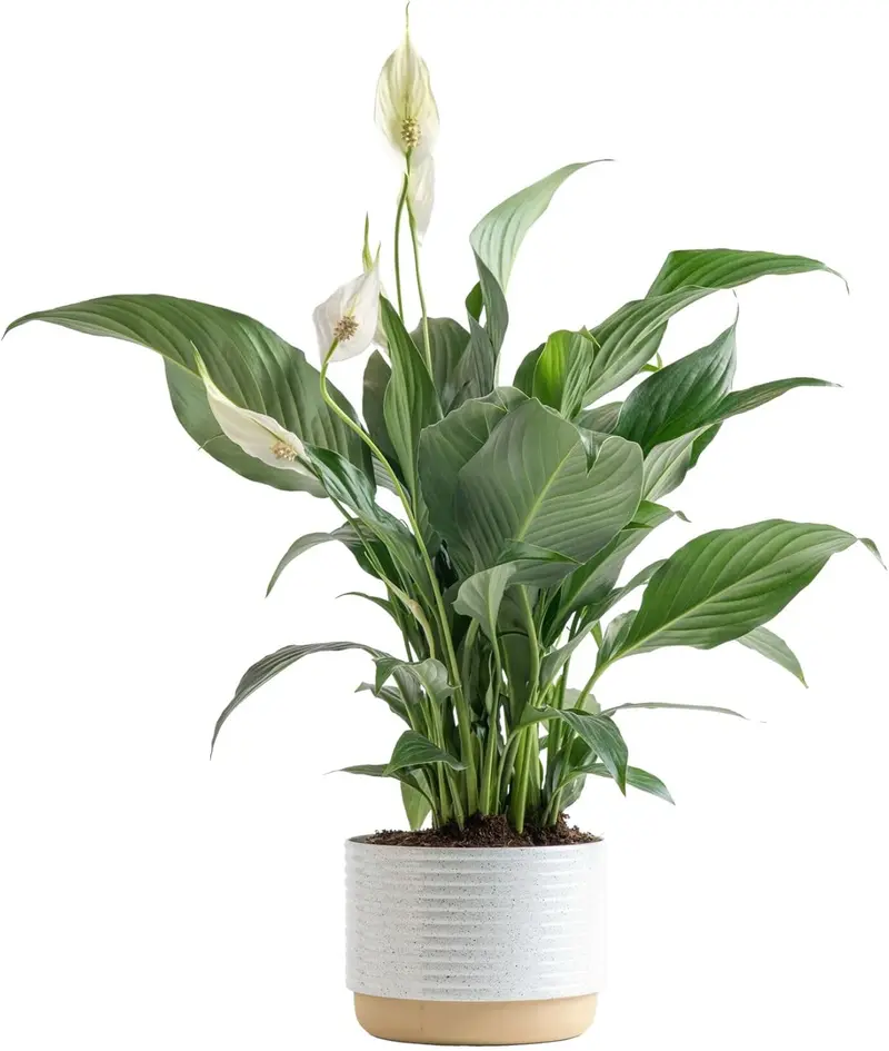 best potting soil for peace lily - TikTok Shop