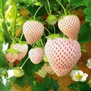 200 Milk Strawberry Seeds Non-GMO Perennial Herb Ideal for Cool to Warm Climates Unique Milk-White Fruit Compact Size 4-16 Inches Tall