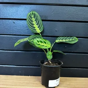 green Plant praying plant 4 Inch Pot