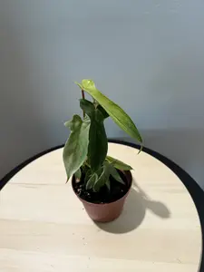 4'' Philodendron Florida Ghost