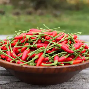 Organic Garden Bird Thai Pepper Seeds (Capsicum annuum) – 15+ seeds, Spicy Heirloom for Flavorful Yields