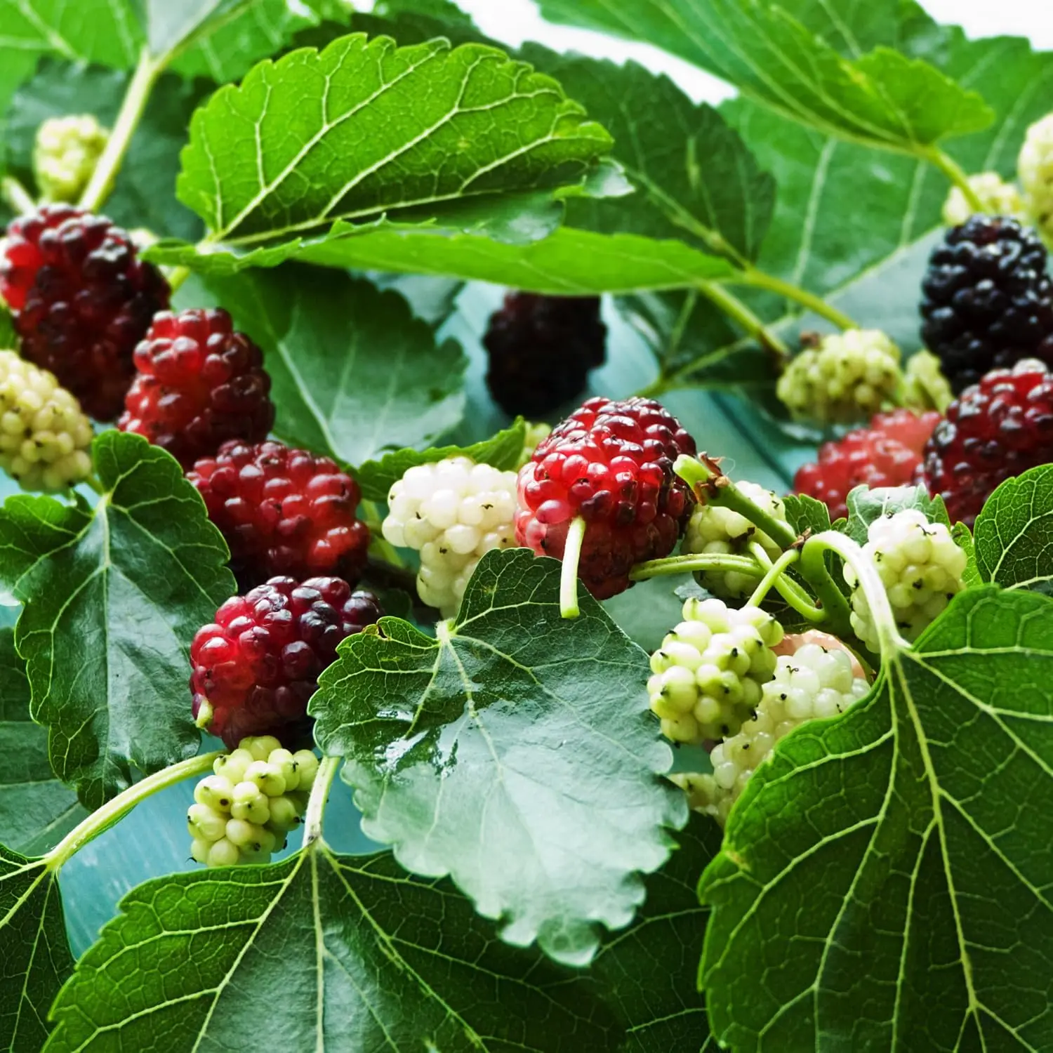 Sweet Mulberry Tree Live Plant 6-8 inch tall