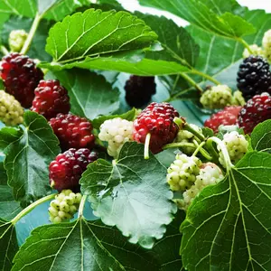Sweet Mulberry Tree Live Plant 6-8 inch tall