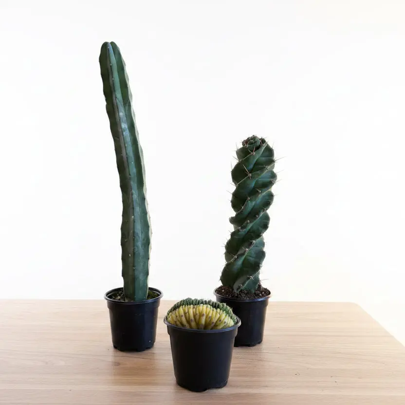3- Unique Cactus Bundle