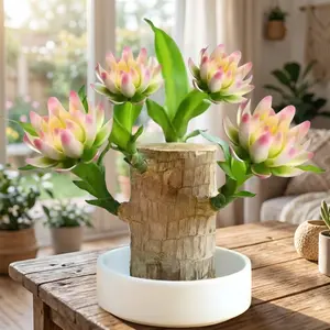 Brazilian Lucky Wood Doll with Base for Luck and Wealth,Easy to Grow Indoors,Decorative Ornament for Luck and Wealth