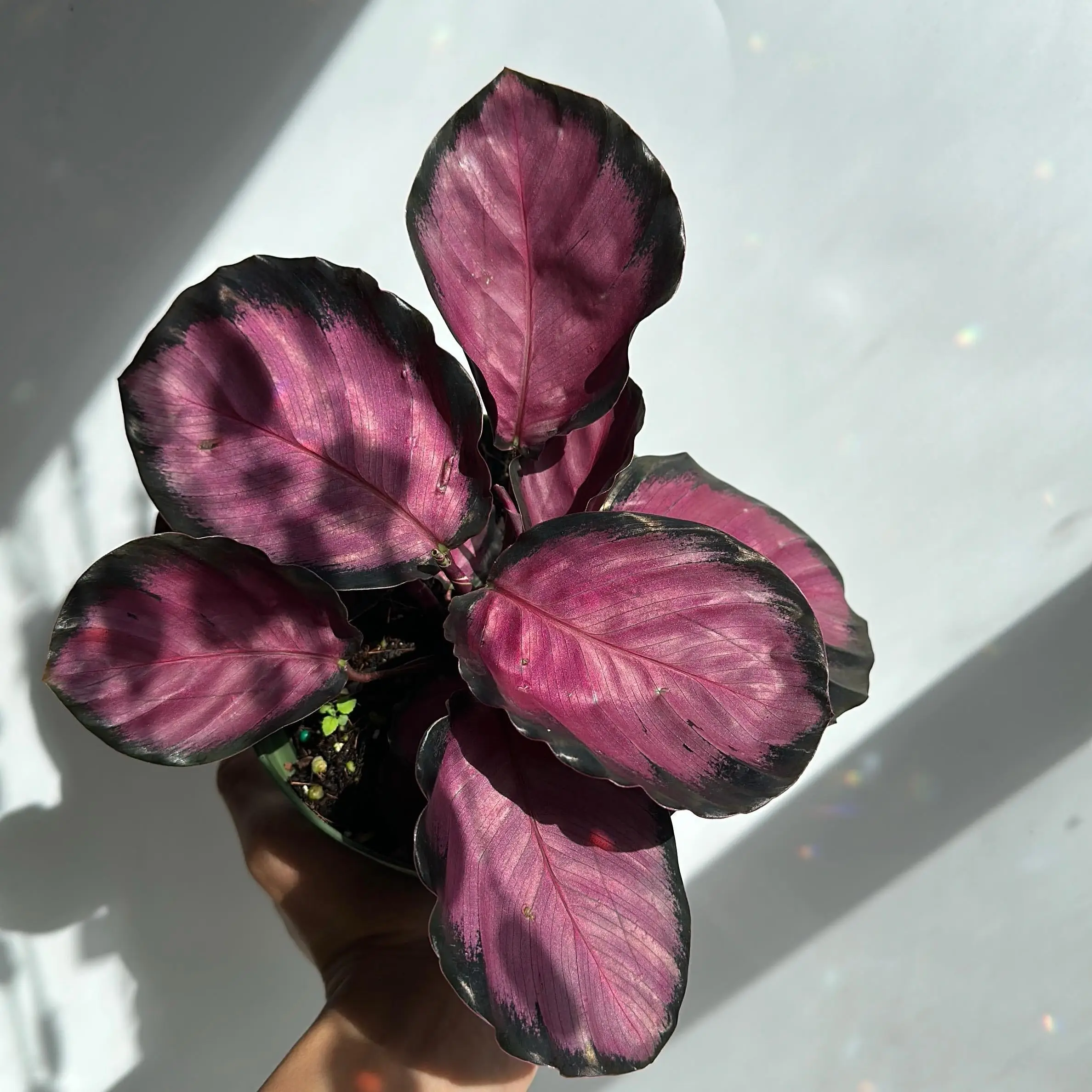 Calathea Pink Star Rosy - Live Indoor Plant with Bold Pink Centers & Rich Green Edges - Tropical Houseplant for Any Room