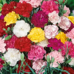 1000 Seeds Perennial Dianthus Carnation Flower Seed Mix for Planting
