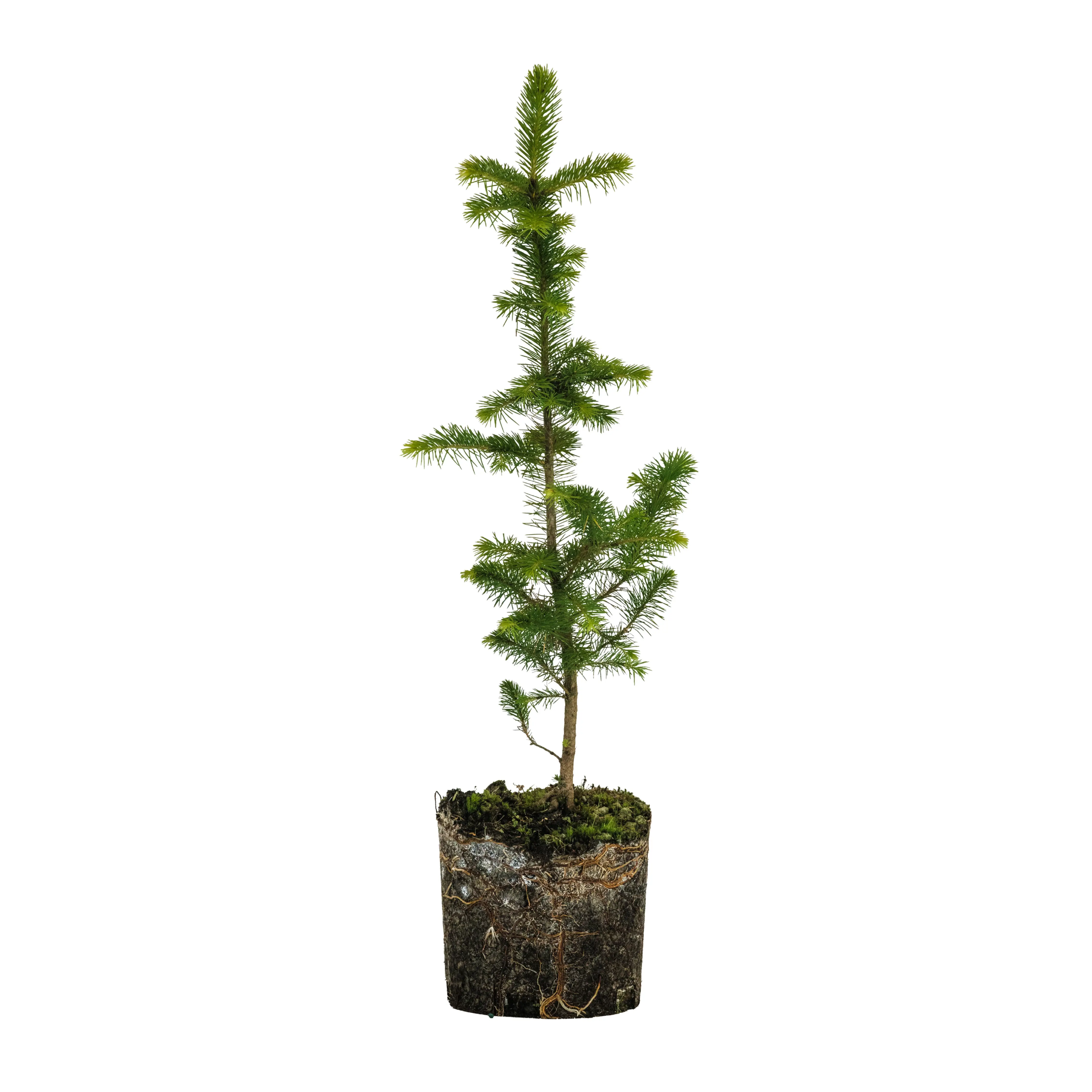 Sitka Spruce | Large Tree Seedling