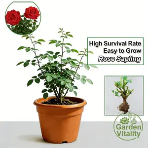 Dark orange rose seedlings, high quality rose stump bare root plant, suitable for home garden garden planting