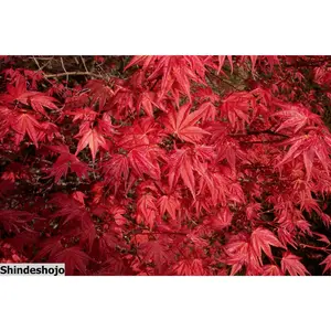 Acer palmatum 'Shindeshojo' Corallinum Japanese Maple