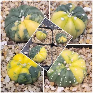 Astrophytum Asterias (Variegated)