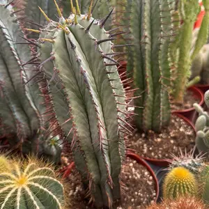 Euphorbia Horrida 6 inch pot