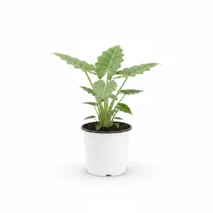 Low Rider™ Elephant Ear (Alocasia 'Low Rider') - 1 gallon