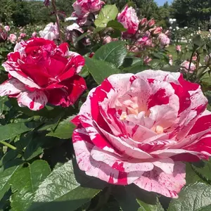 Pink Rose Seeds (300 Pack) – Grow Stunning Soft Pink Roses for Garden Borders, Containers, or Cut Flower Displays – Beautiful, Fragrant, Easy to Plant and Perfect for DIY Garden Projects
