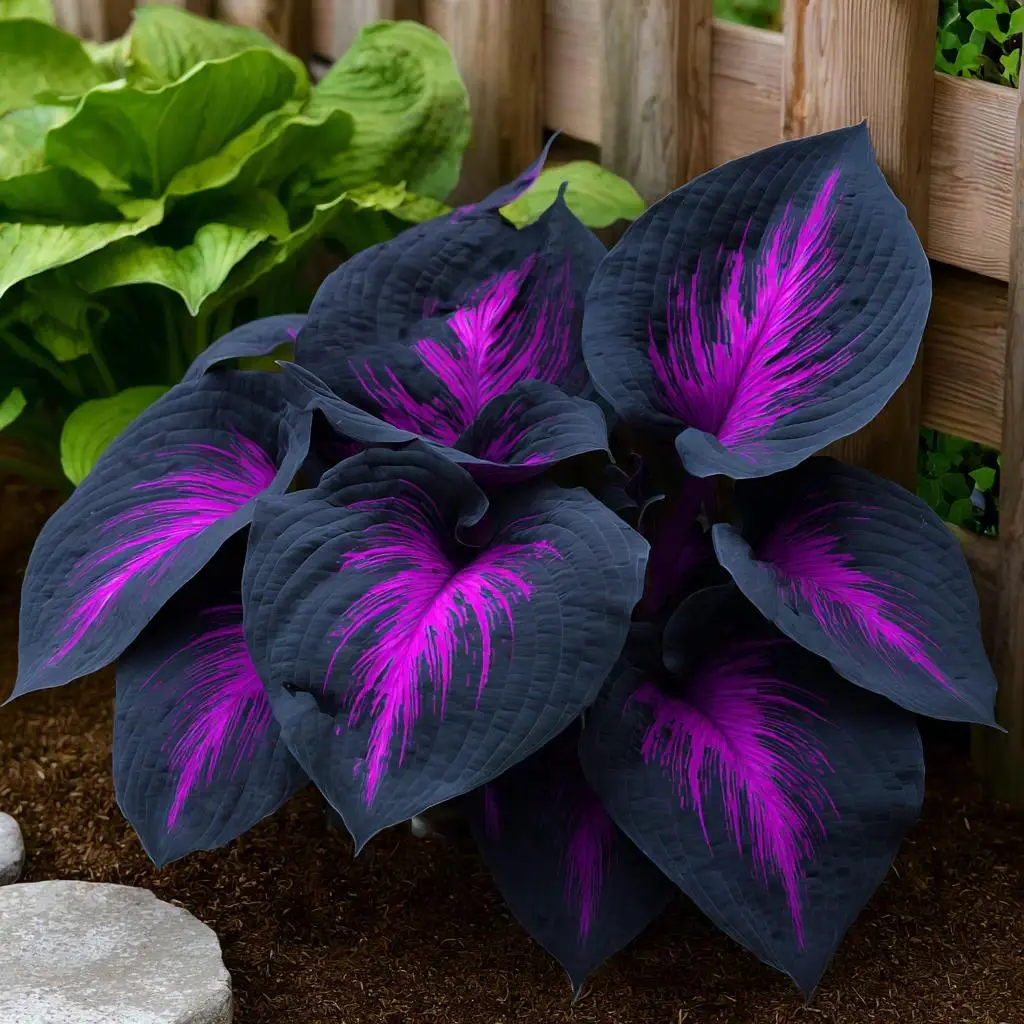 Twilight Crow Hosta Seeds (800 PCS), Black-Purple Giant Heartleaf Seeds with Neon Pink Veins, Shade-Tolerant for Easy Gardening & Striking Garden Decor
