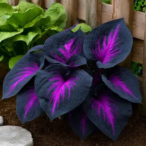 Twilight Crow Hosta Seeds (800 PCS), Black-Purple Giant Heartleaf Seeds with Neon Pink Veins, Shade-Tolerant for Easy Gardening & Striking Garden Decor