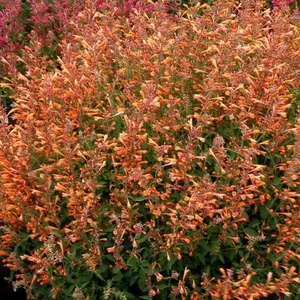 Green River 100 Orange Agastache Hyssop Seeds - Premium Perennial Flower Herb for Cottage Garden & Pollinator Zones - 2g Eco-Friendly Pack - Drought-Tolerant & Deer-Resistant - Ideal for Container Gardening & Herbal Tea Brewing