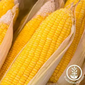 Corn Seeds - Sweet -  (su) Early Sunglow Hybrid (treated)