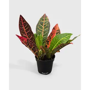 Croton Petra Codiaeum Variegatum Pictum  'Joseph's Coat'