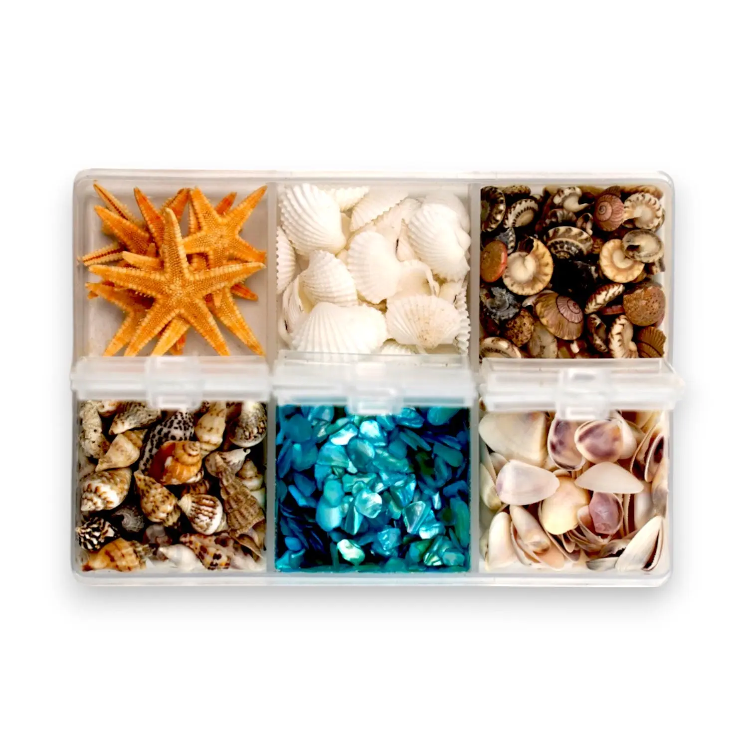 Seashell Variety Pack Seashell Variety Pack