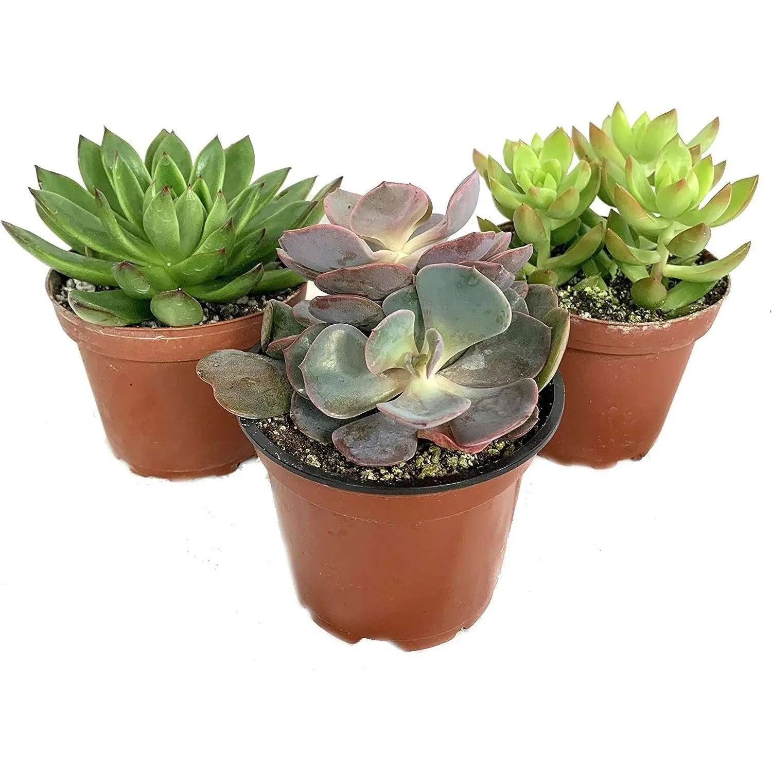 Artisan Grown Succulent Collection – 3 Live Succulent Plants in 4 Inch Pots – Growers Choice - Hand-Picked for Beauty – Perfect Plant Assortment for Indoors or Outdoors