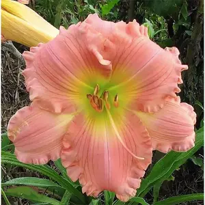 Coral Pink Daylily - Bare Root Plant, Easy to Grow Perennial with Vibrant Coral Pink Blooms, Perfect for Garden Borders & Landscapes, Low Maintenance, Ideal for Full Sun or Partial Shade