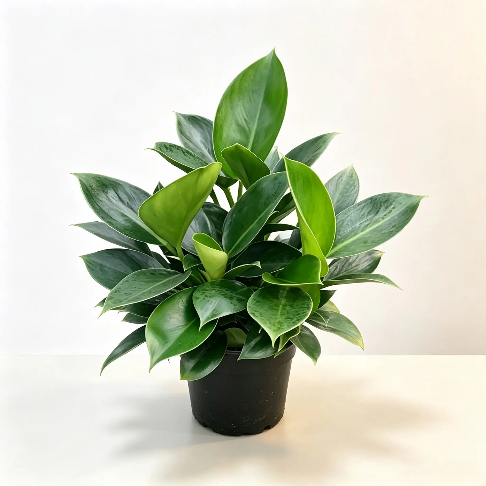 Philodendron Congo | Golden Diamond Live Plant, Air Purifying Houseplant, Easy Care Indoor Plant, Shipped in Small Nursery Pot