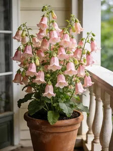 Mixed Color Bellflower Campanula Seeds 1000 PCS, Vibrant Flower Seeds for Outdoor Garden, Pollinator Friendly, Easy to Grow, Seeds Only Not Live Plants