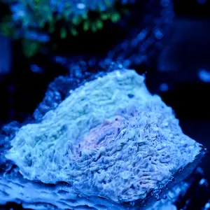 JC Lumpy Space Princess Chalice