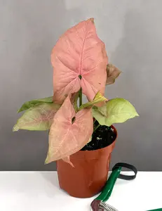 Syngonium Neon Pink - Compact Plant in Pot