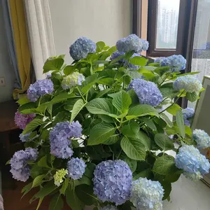 High-quality hydrangea old saplings, growing vigorously with big flower heads