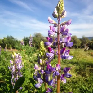 Arroyo Blue Lupine Flower Seeds for Planting - California Native Cool Season Wildflower, 60 Seed Packet / Bulk Pack