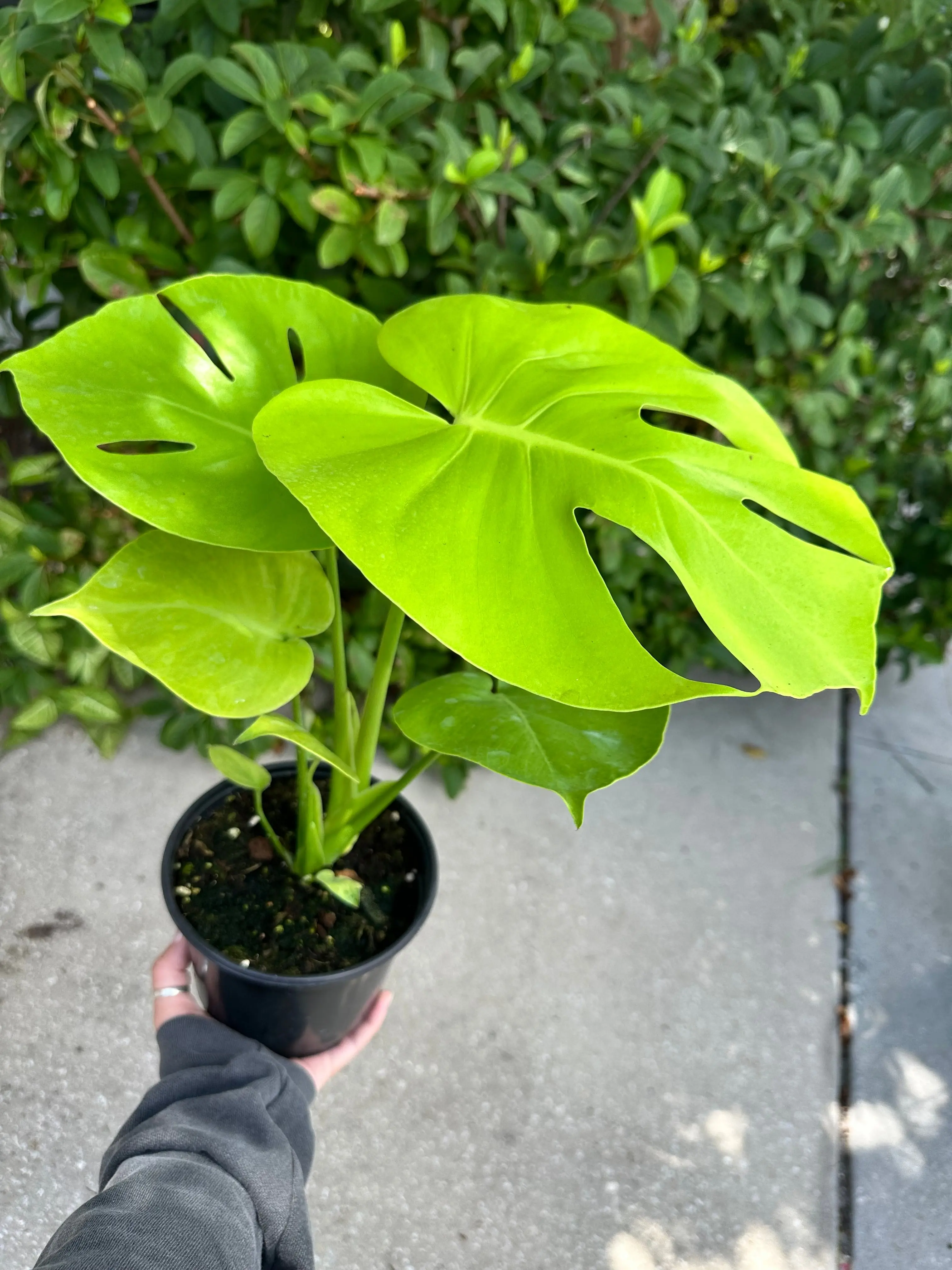 Monstera lemon lime / Monstera Golden - 6” pot