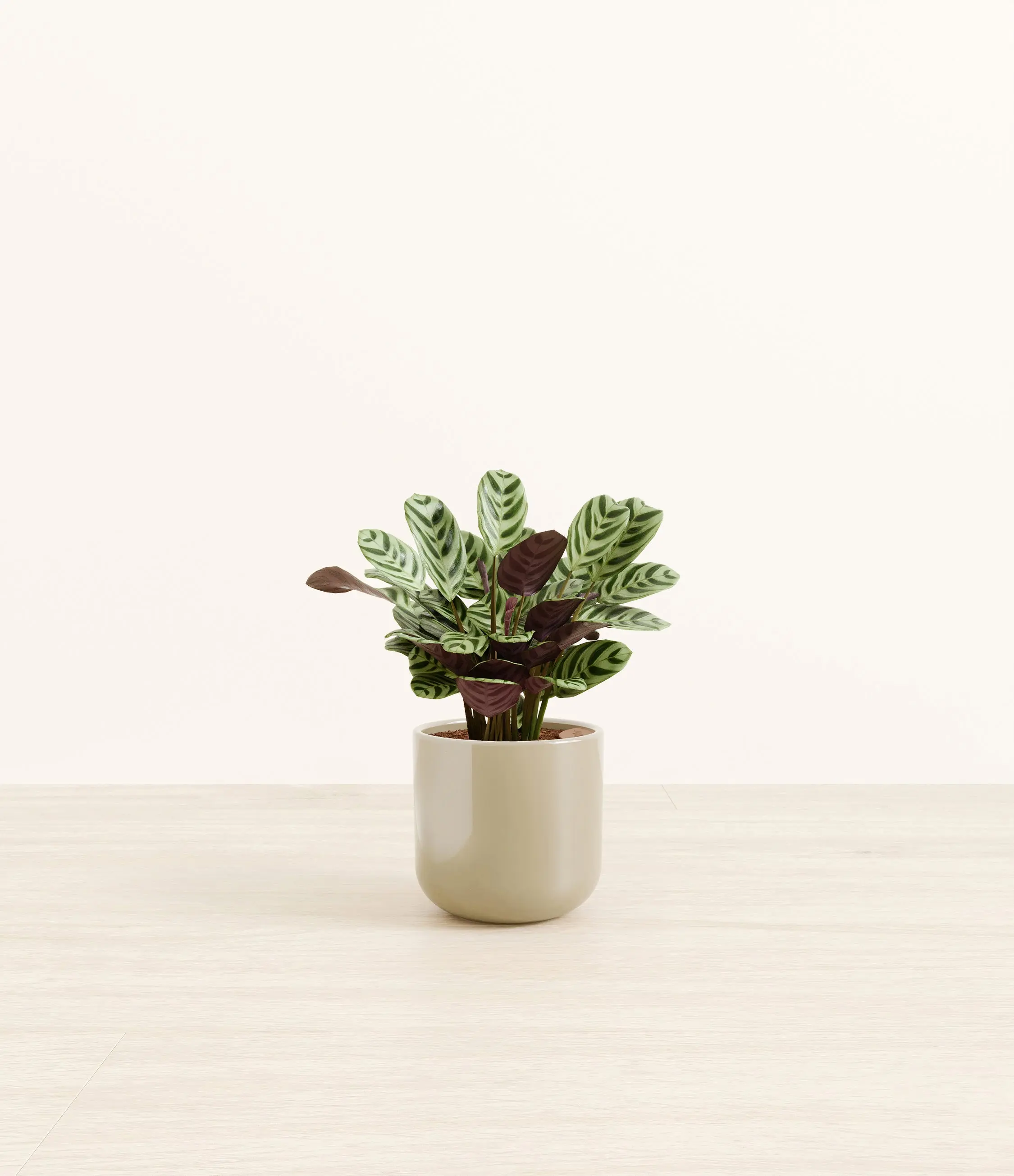 Marxii Calathea