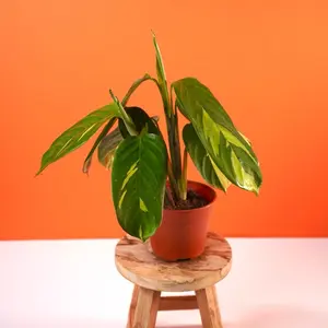 Calathea “Pilosa” Prayer Plant - 4” pot