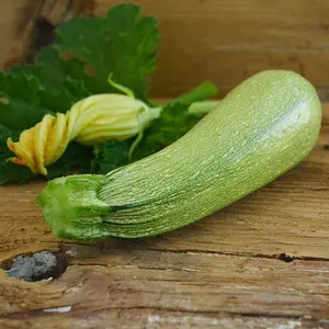 Grey Zucchini Seeds