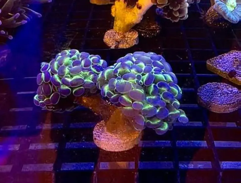 2 Headed Hologram Hammer fake coral decoration