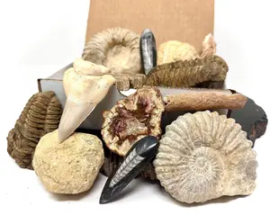 Fossil & Mineral Gift Box - HUGE Ammonite, Trilobite, Shark Tooth, Fulgurite, Orthoceras, Petrified Wood Slab and Break Your Own Geode