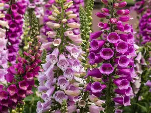 8,000 Foxglove Mix Seeds (Digitalis Purpurea)
