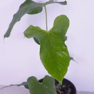 Anthurium Balaoanum | Unique Leaf Shape Anthurium | Rare Tropical Plant